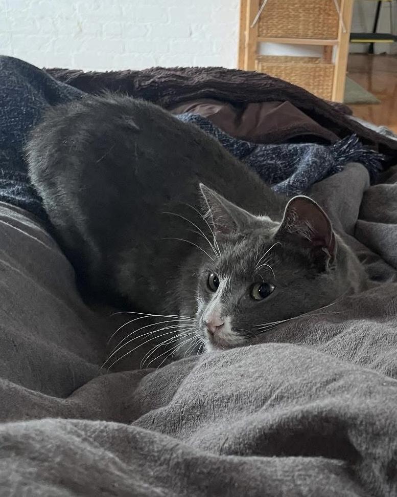 Kisses, a Adoptable Domestic Short Hair in South Ozone Park, NY image 3/5