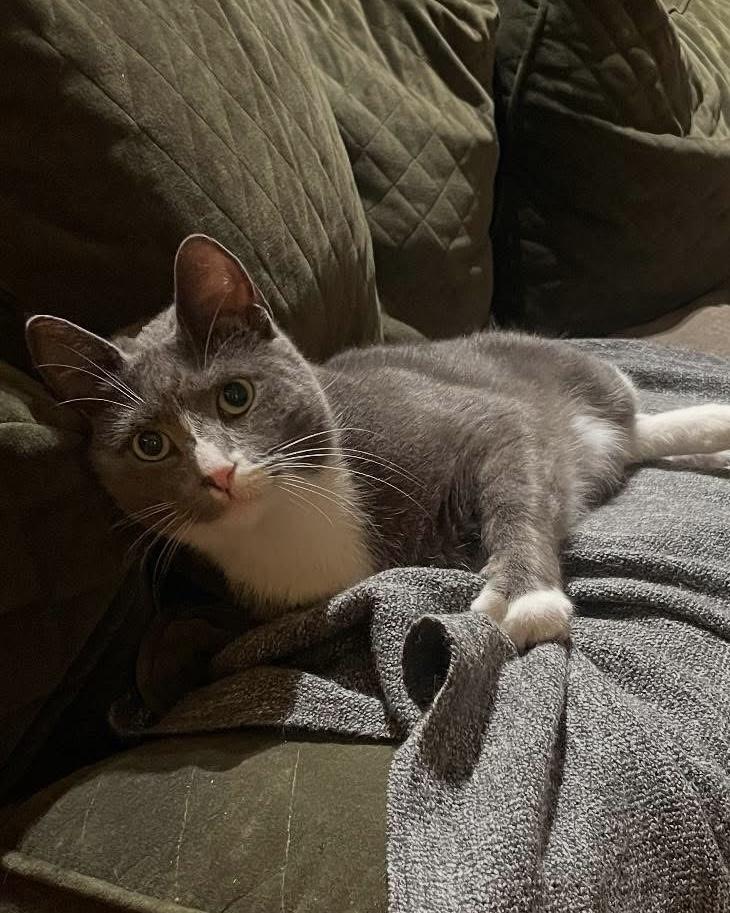 Kisses, a Adoptable Domestic Short Hair in South Ozone Park, NY image 1/5