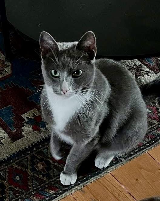 Kisses, a Adoptable Domestic Short Hair in South Ozone Park, NY image 2/5