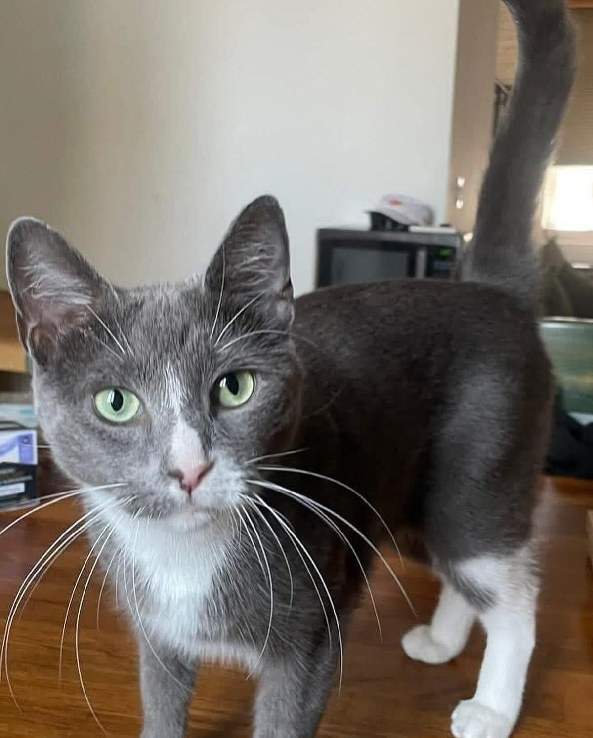 Enlarge Kisses, a Adoptable Domestic Short Hair in South Ozone Park, NY image 6/6