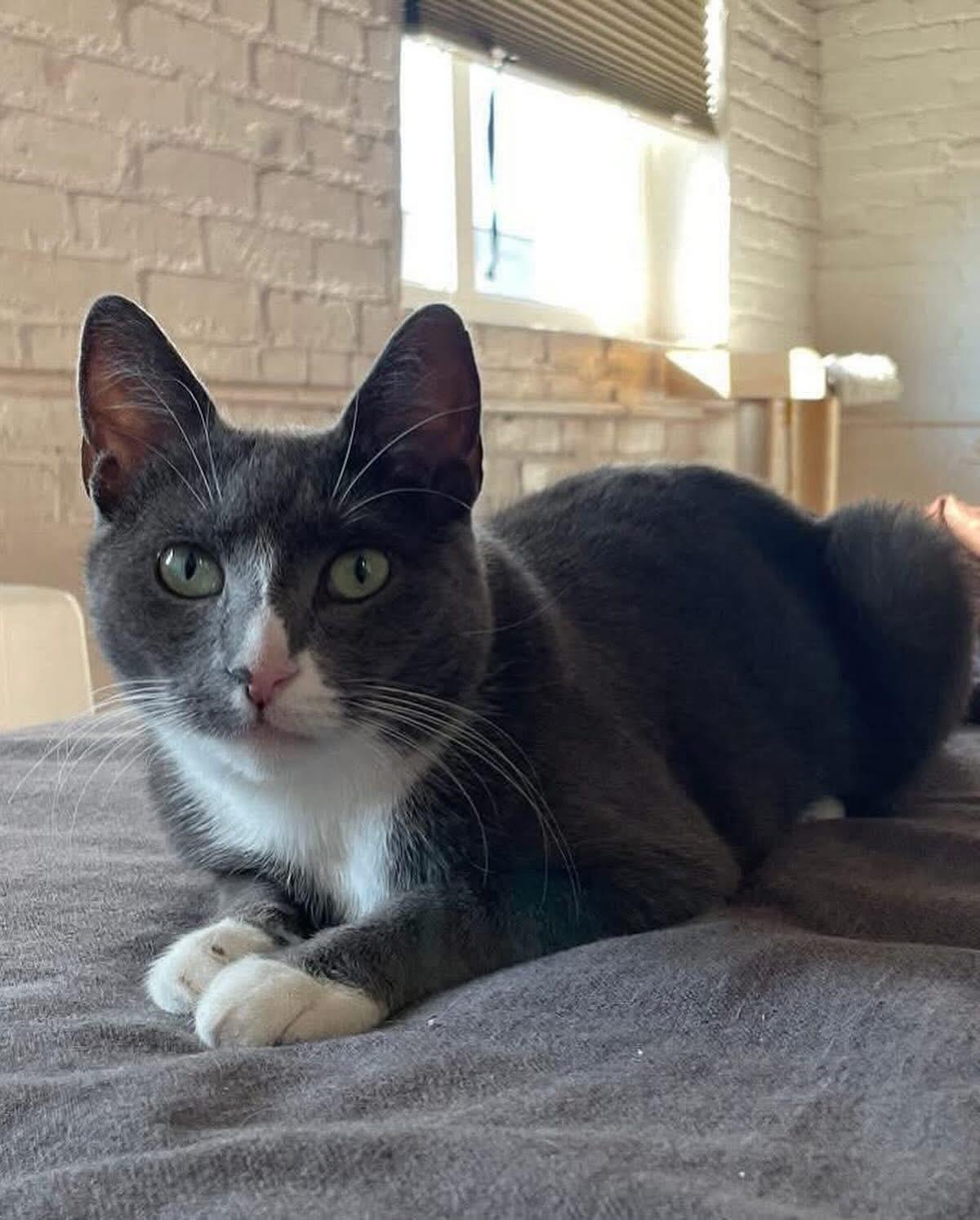 Enlarge Kisses, a Adoptable Domestic Short Hair in South Ozone Park, NY image 3/6