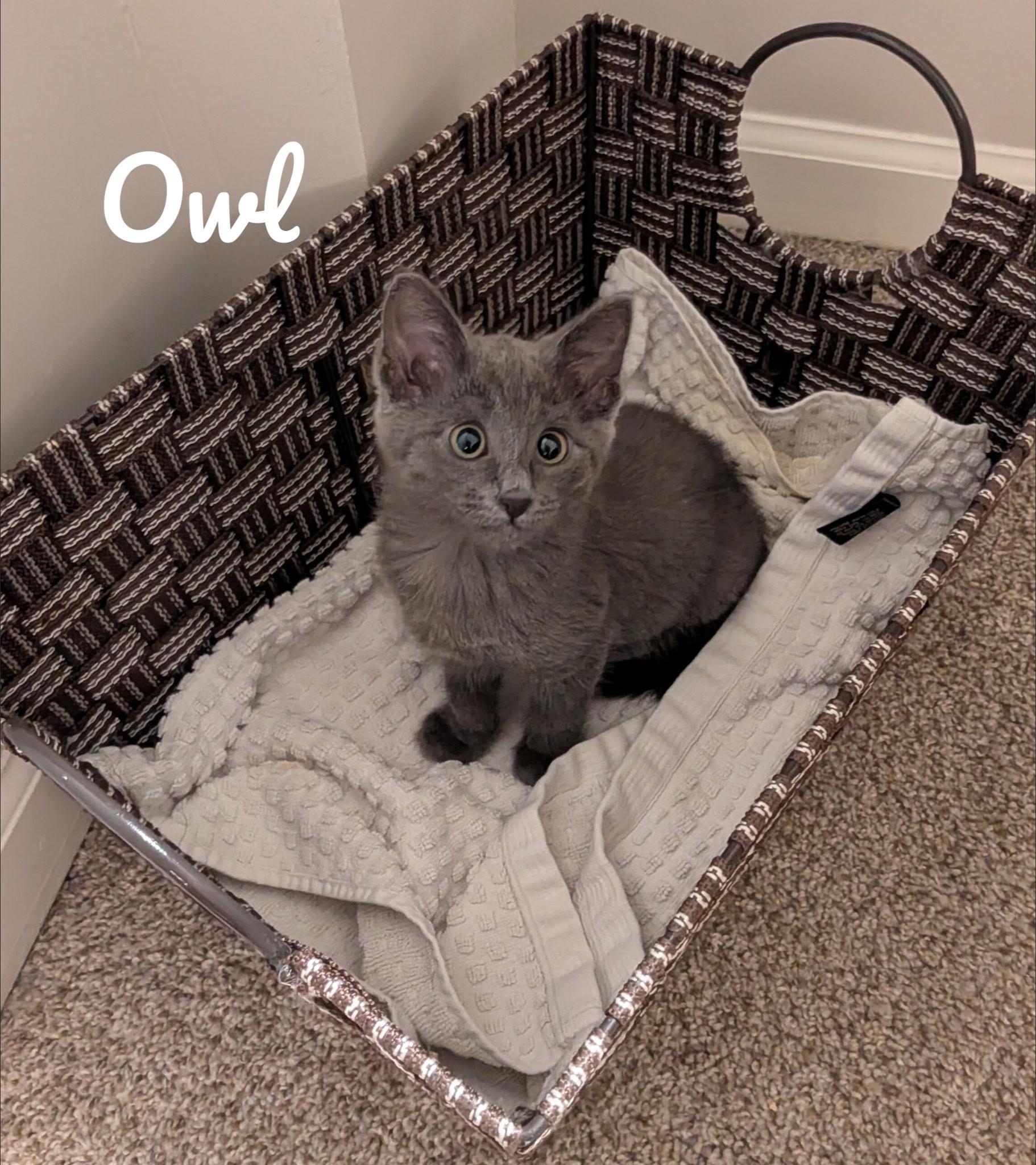 Owl, adopted, Kitten Female Russian Blue & Domestic Short Hair.
