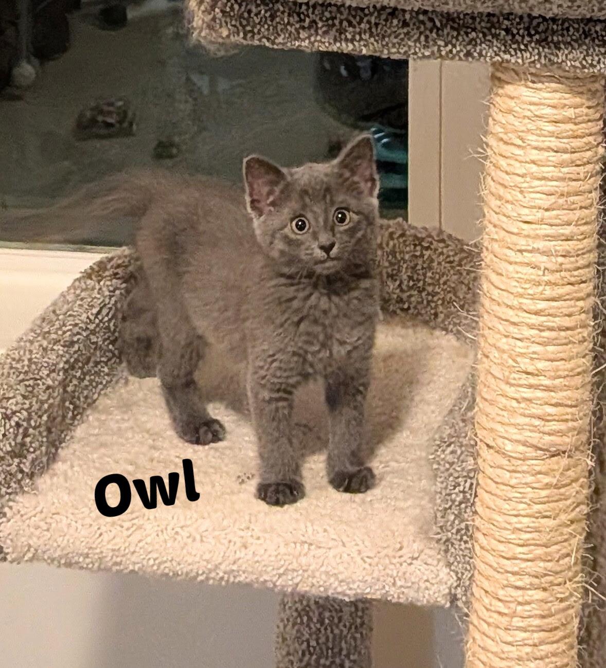 Enlarge Owl, an adopted mixed breed in Overland Park, KS image 2/3