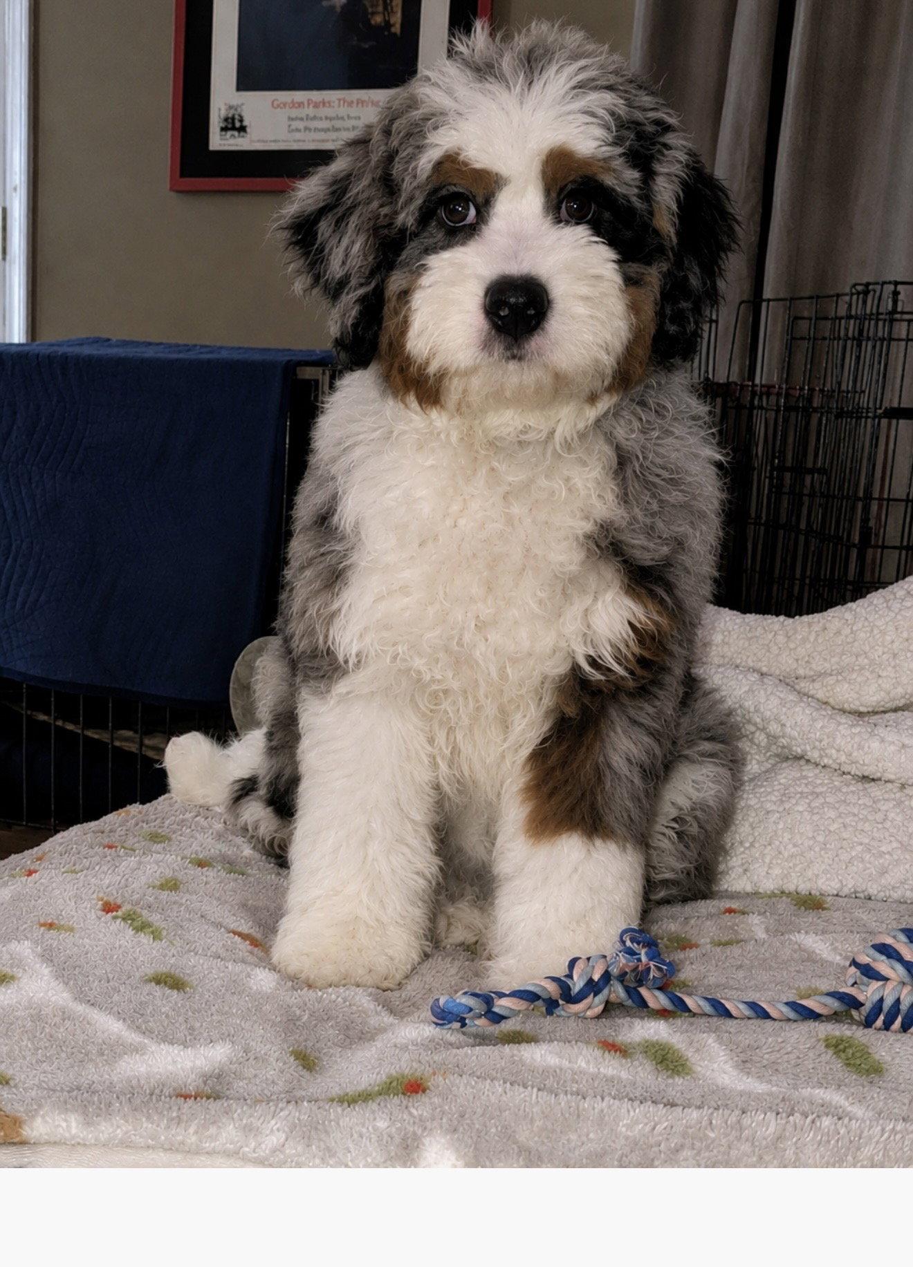 Charlie Puppy, Adopted, Puppy Male Bernese Mountain Dog & Poodle.