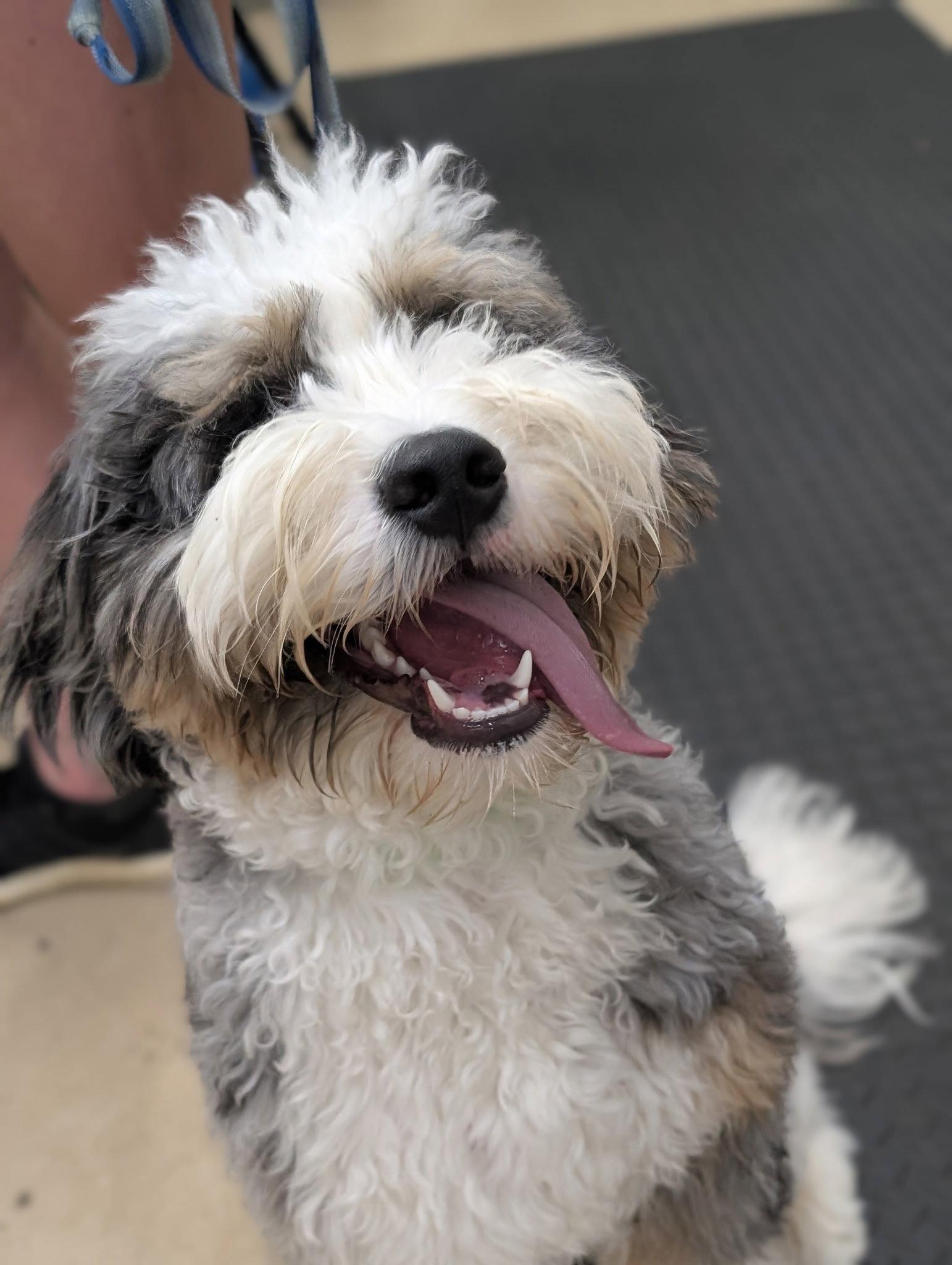 Enlarge Charlie Puppy, a Adopted mixed breed in Cuyahoga Falls, OH image 2/2