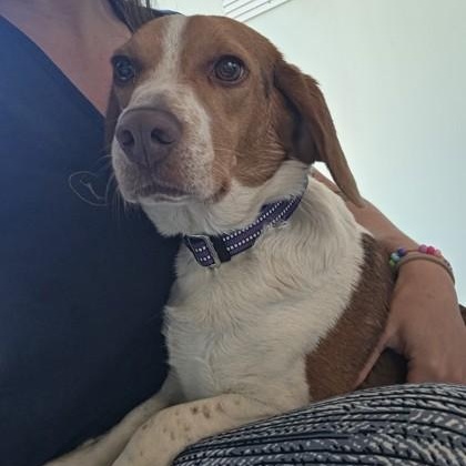 SHUG, adopted, Young Female Beagle.