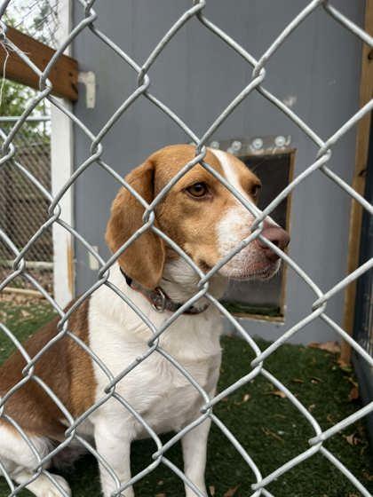 Enlarge SHUG, an adopted Beagle in Fernandina Beach, FL image 2/2