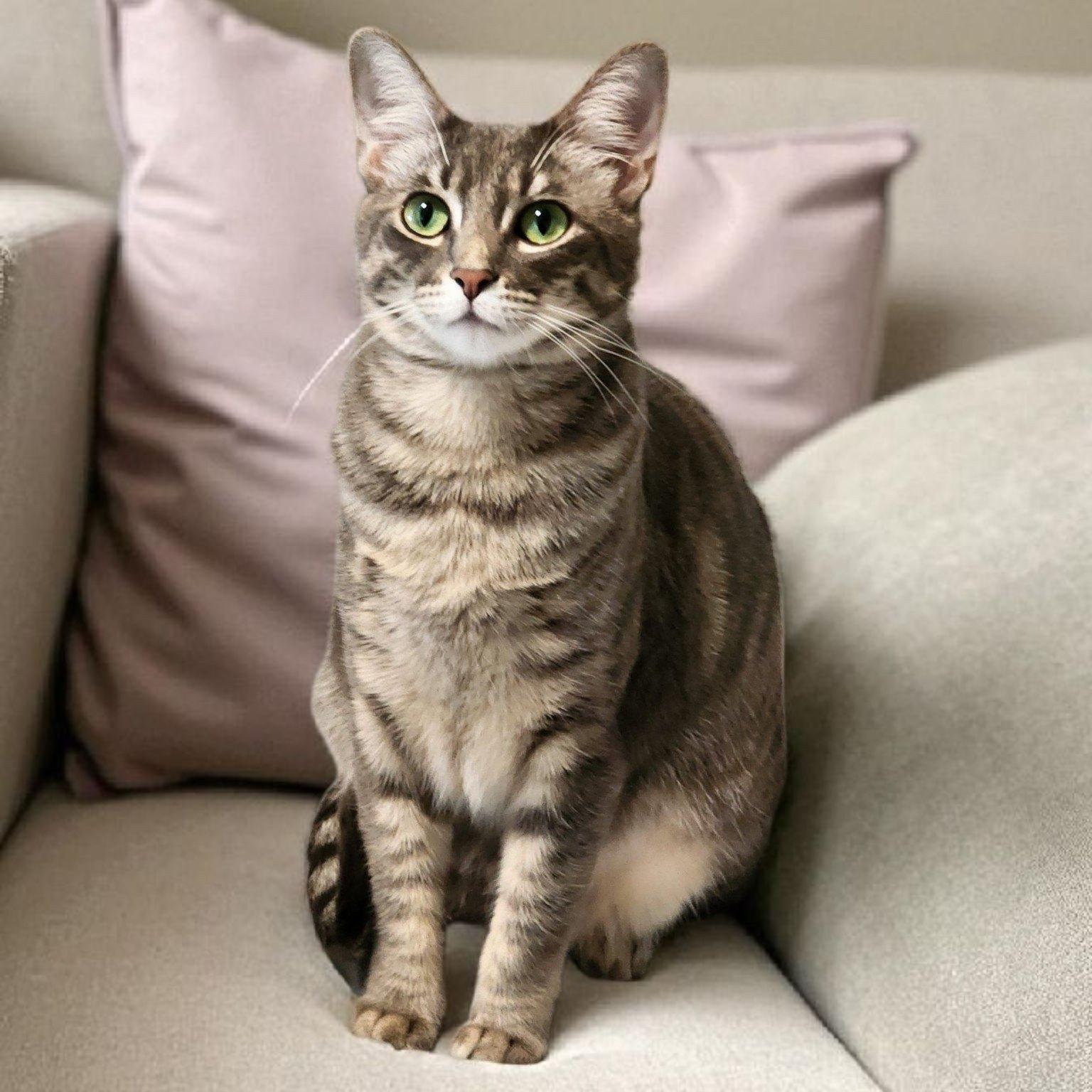 Guinevere, Adoptable, Young Female Tabby.