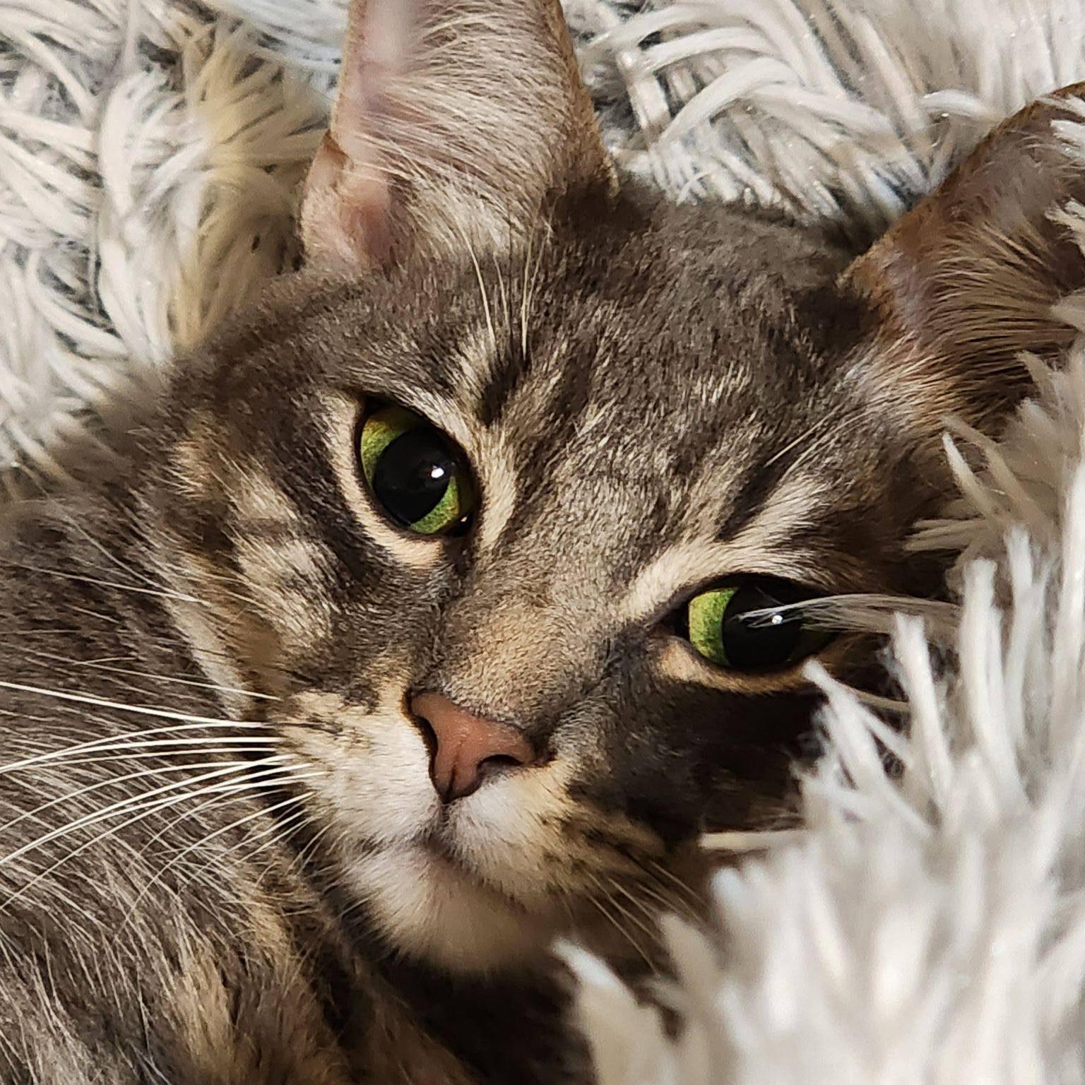 Guinevere, a Adoptable Tabby in North Richland Hills, TX image 2/6