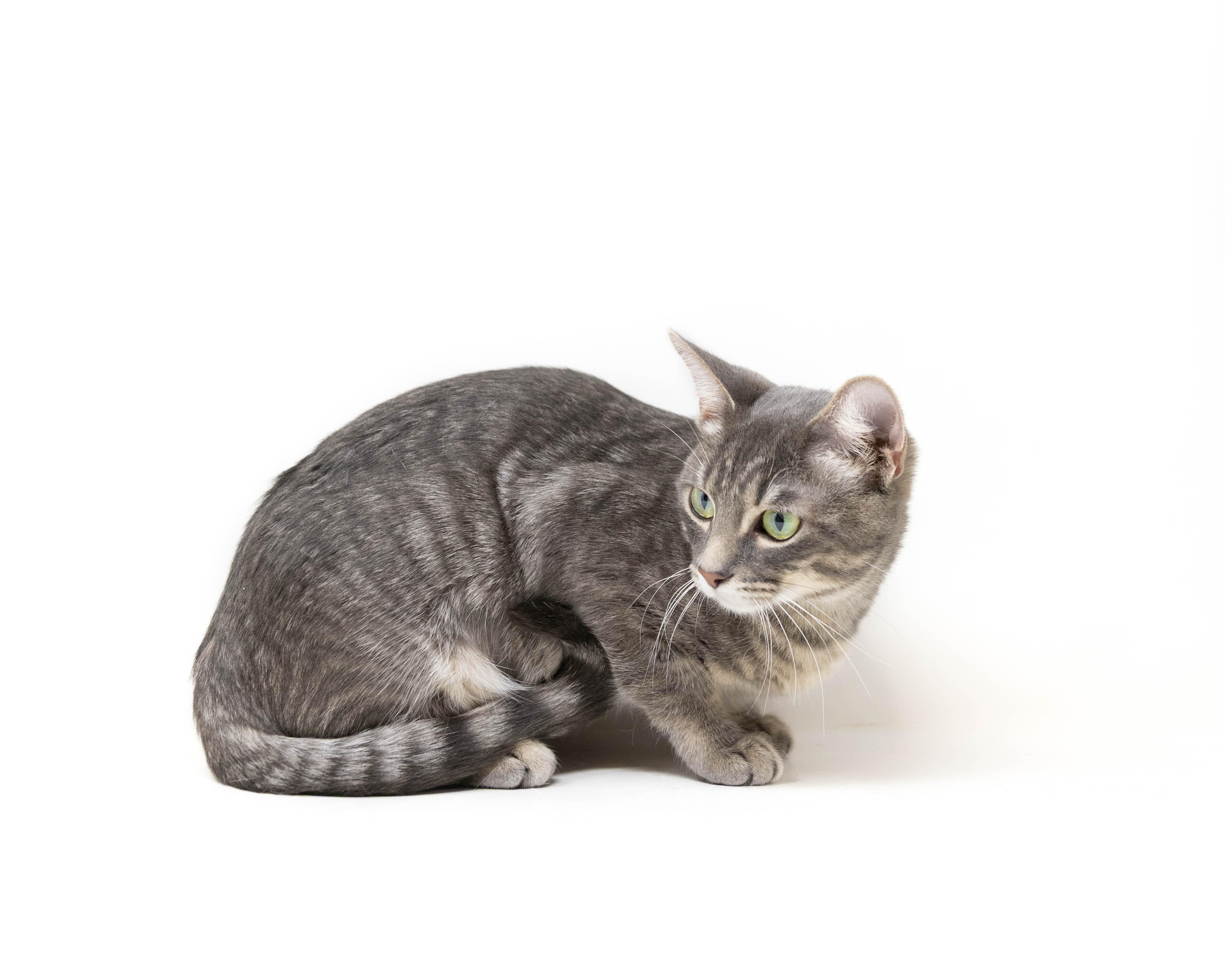 Guinevere, a Adoptable Tabby in North Richland Hills, TX image 5/6