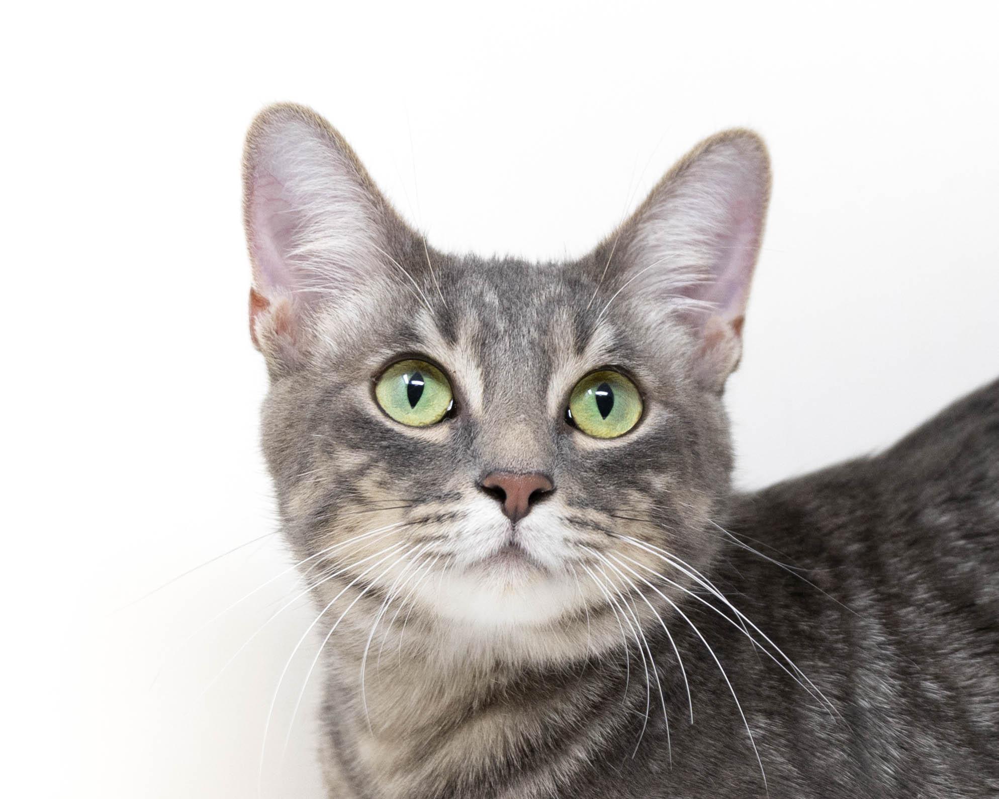 Guinevere, a Adoptable Tabby in North Richland Hills, TX image 3/6