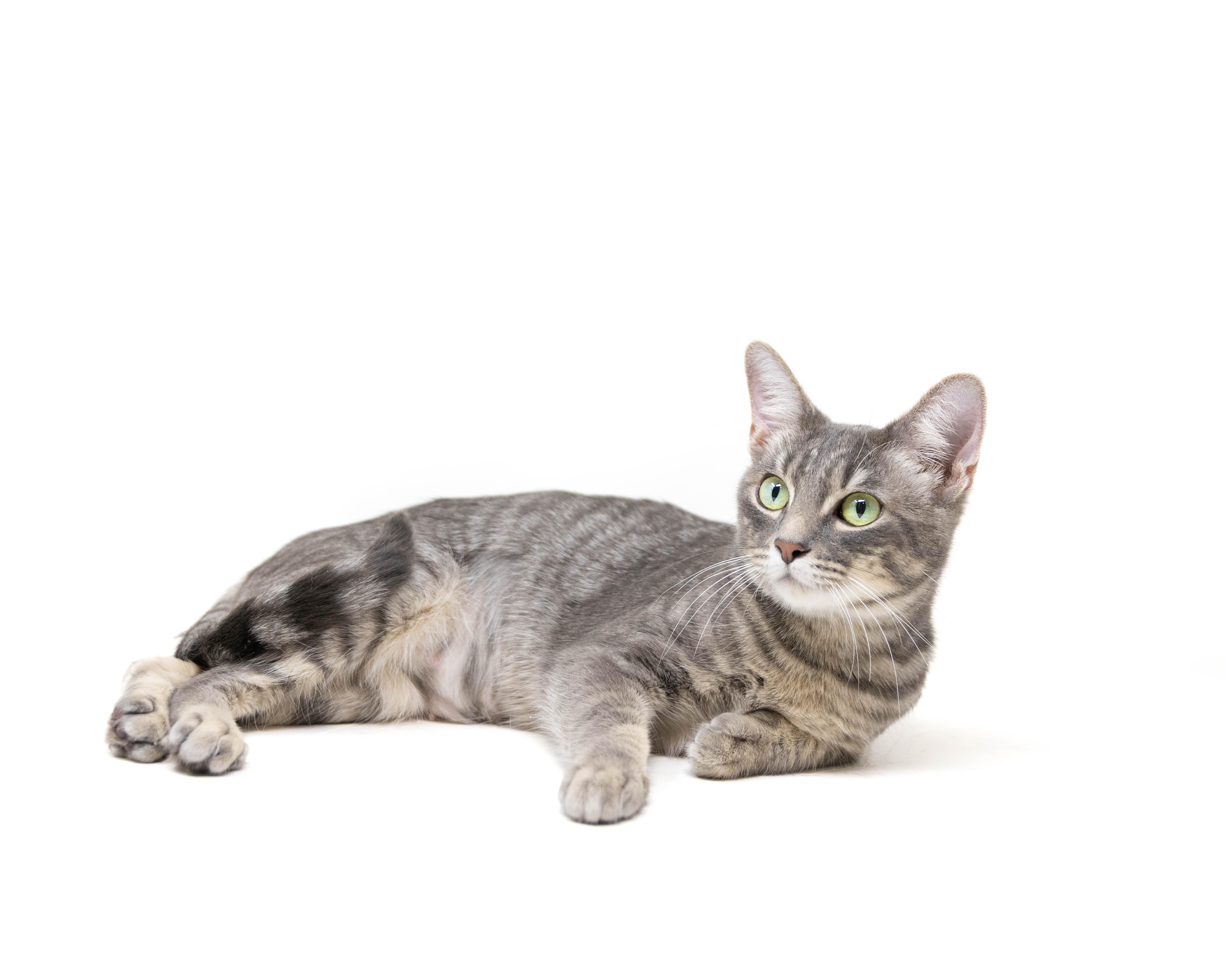 Guinevere, a Adoptable Tabby in North Richland Hills, TX image 4/6