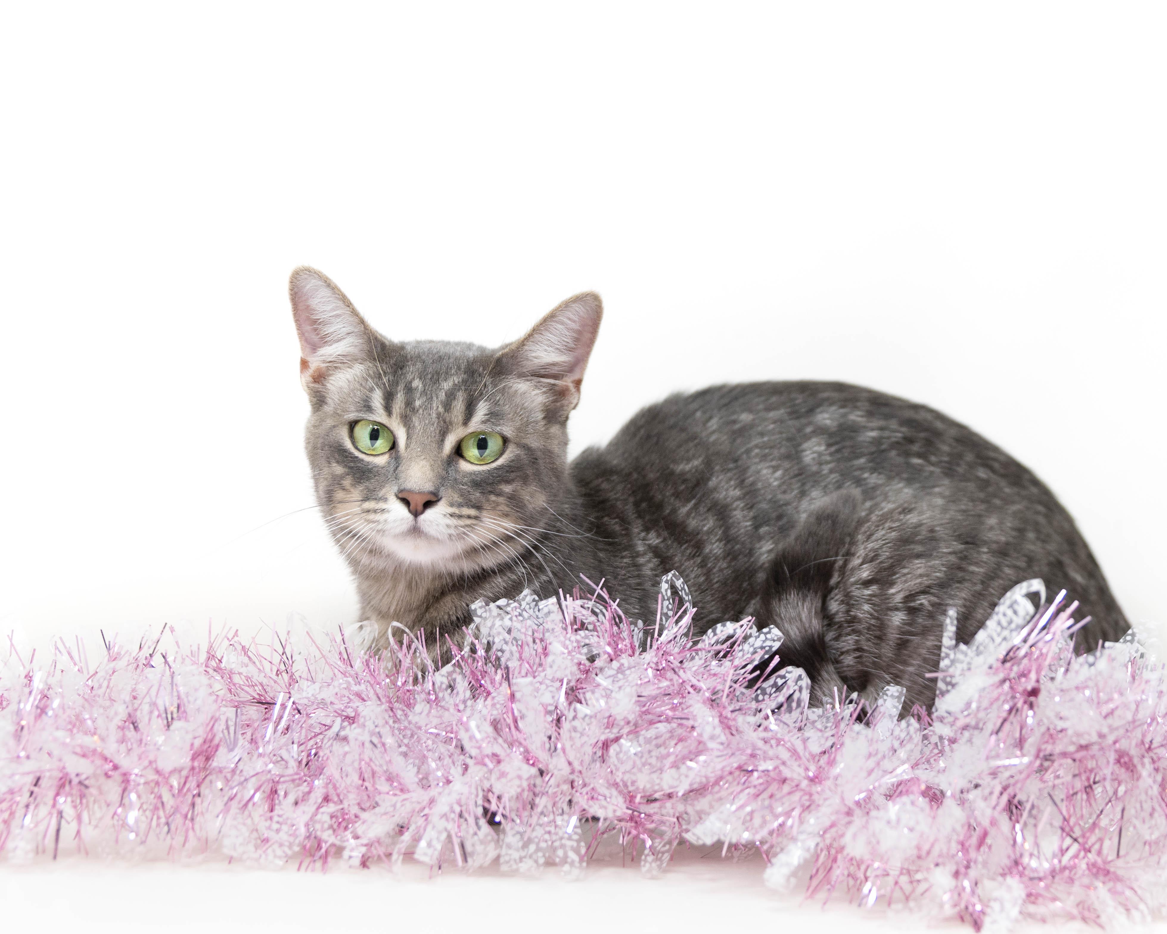 Guinevere, a Adoptable Tabby in North Richland Hills, TX image 6/6