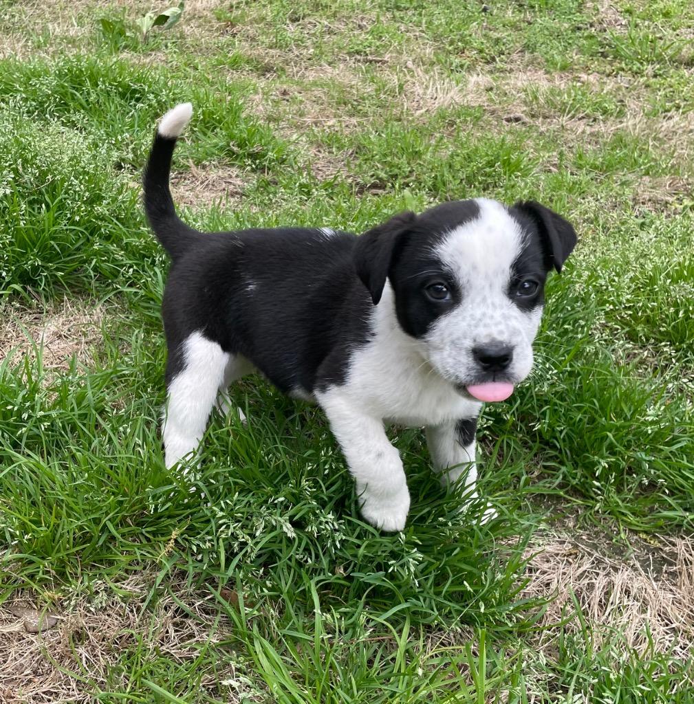 Popsicle, a Adoptable mixed breed in Little Rock, AR image 1/2
