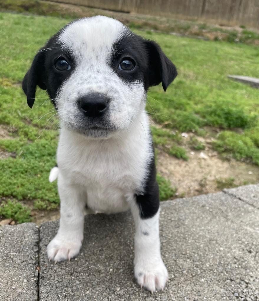 Popsicle, a Adoptable mixed breed in Little Rock, AR image 2/2