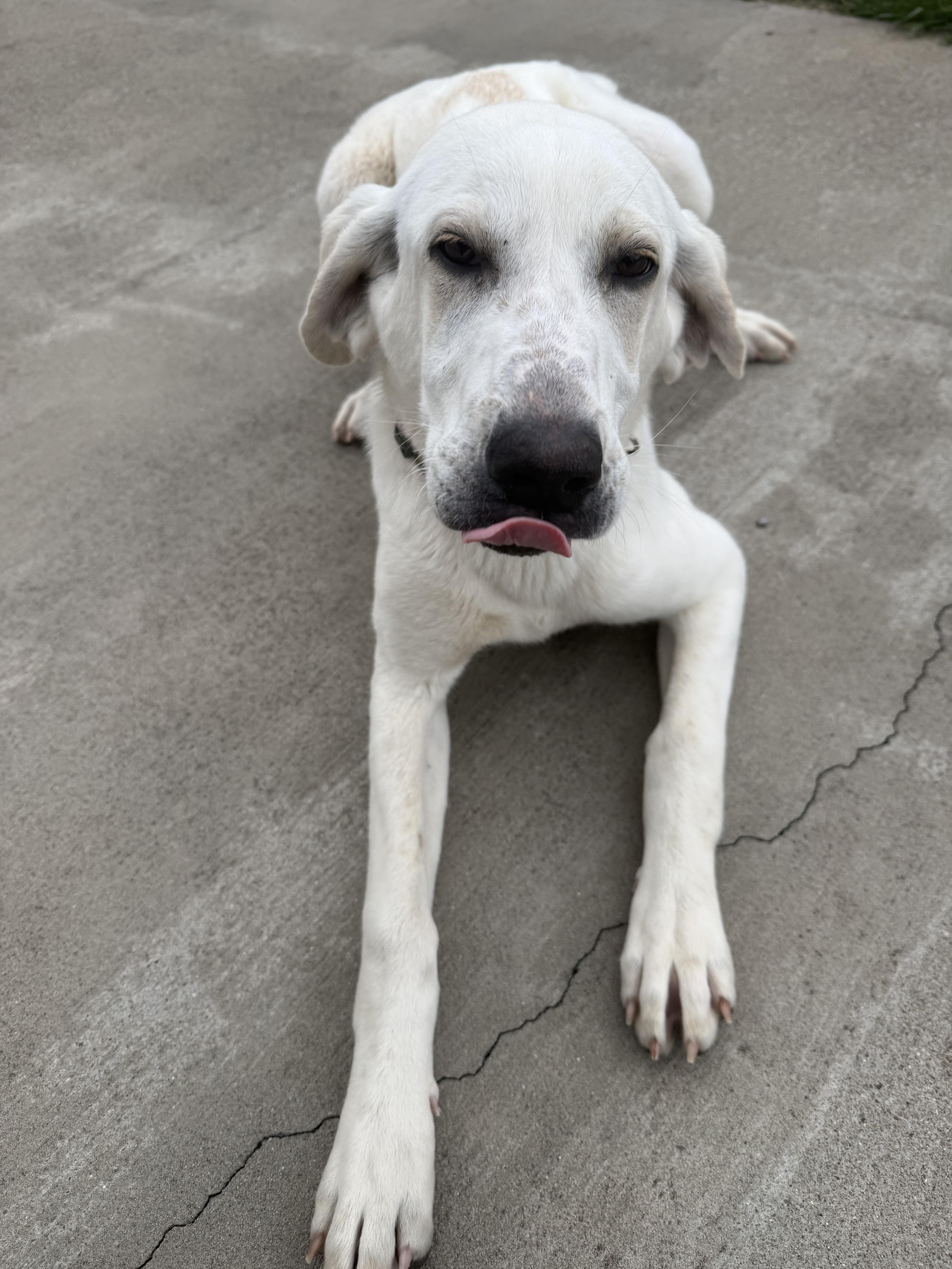 Enlarge Betty White , a ADOPTABLE mixed breed in Lexington, KY image 3/3