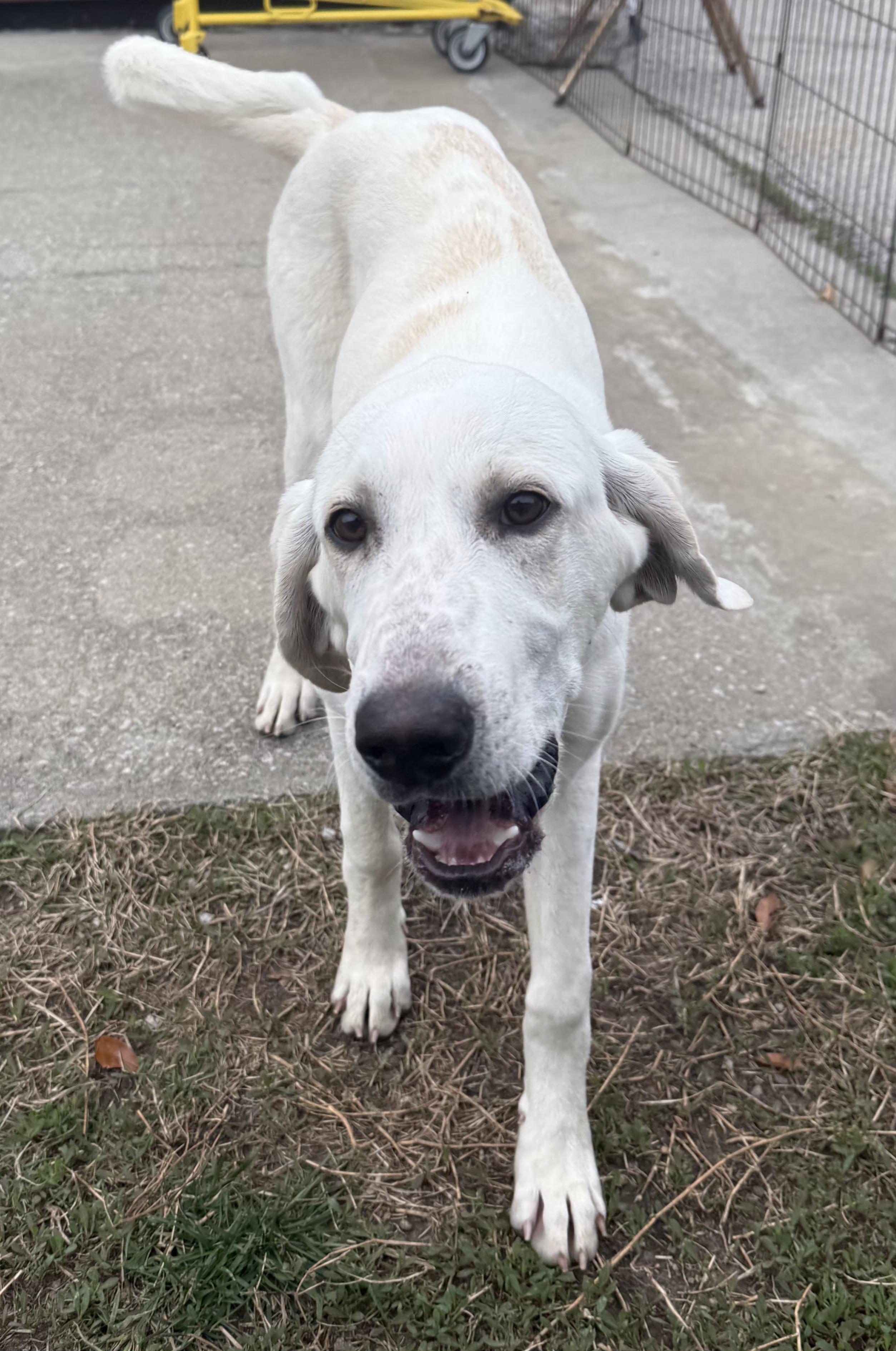 Enlarge Betty White , a ADOPTABLE mixed breed in Lexington, KY image 1/3