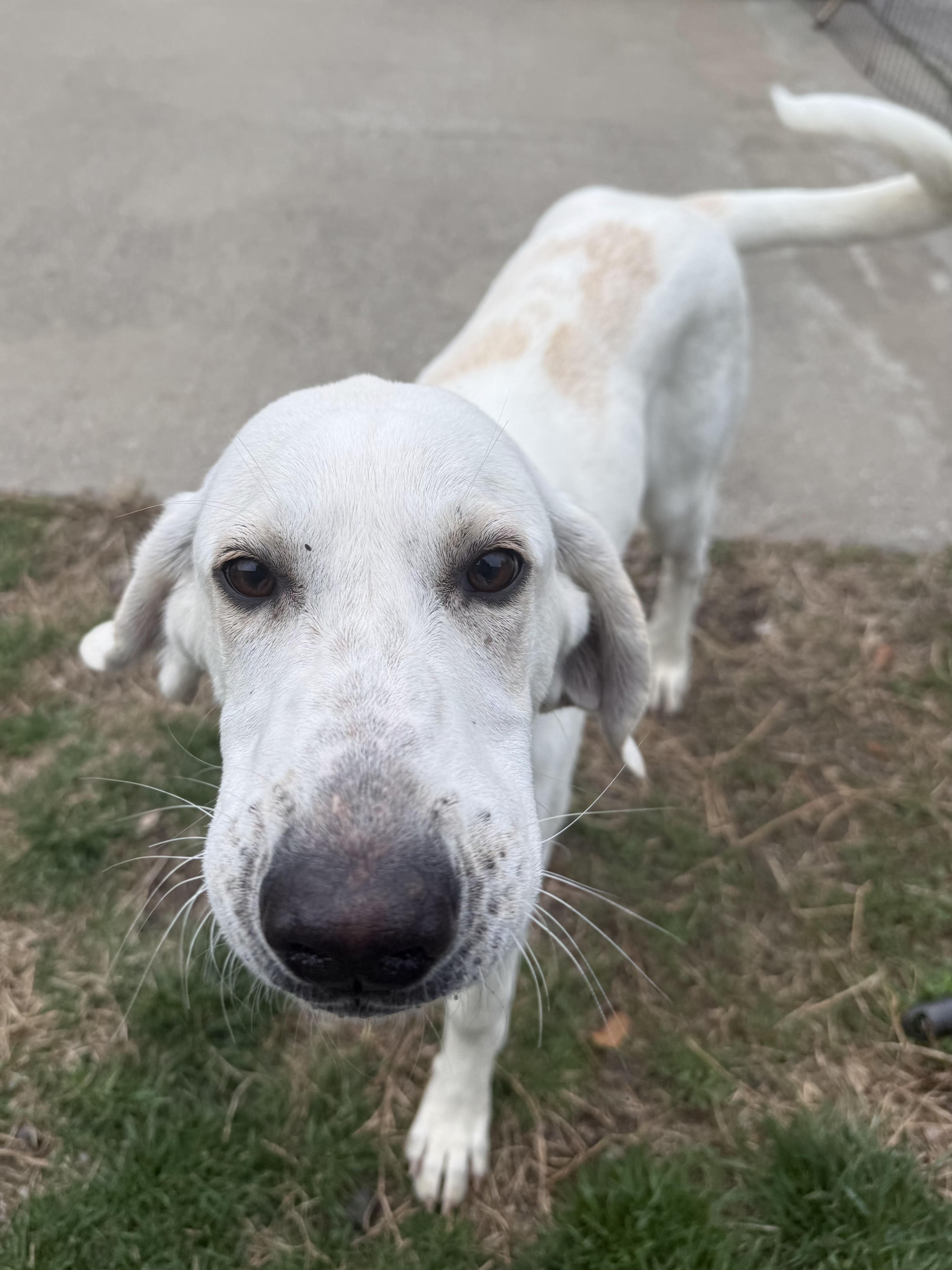 Enlarge Betty White , a ADOPTABLE mixed breed in Lexington, KY image 2/3
