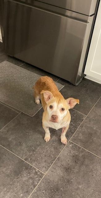 Sarah, Adoptable, Adult Female Mixed Breed.