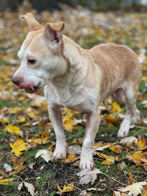 Enlarge Sarah, a Adoptable mixed breed in Amherst, NY image 2/4