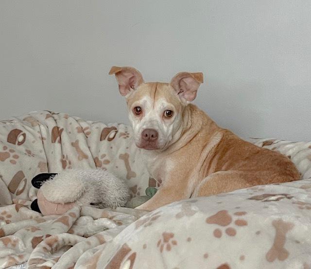 Enlarge Sarah, a Adoptable mixed breed in Amherst, NY image 4/4