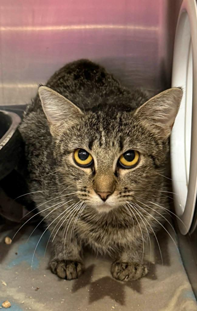 Brittney, Adoptable, Kitten Female Domestic Short Hair.