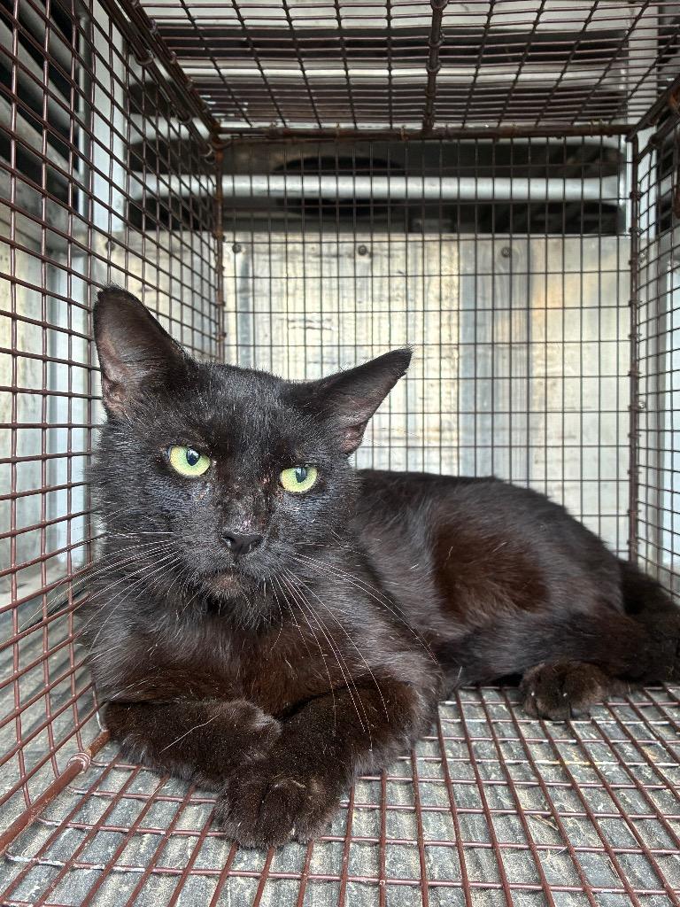 Brisket, Adoptable, Young Male Domestic Short Hair.