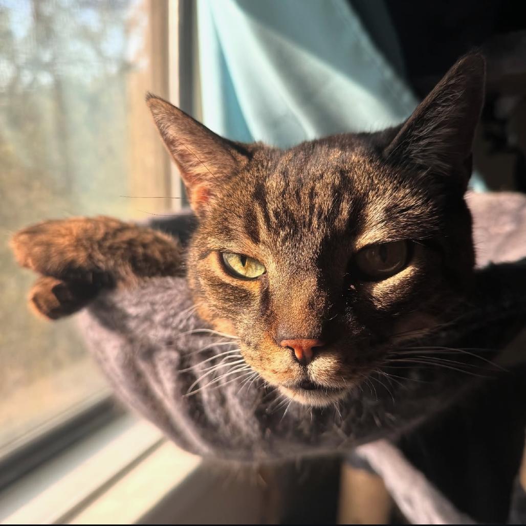 Enlarge Rui, a Adoptable Domestic Short Hair in Ponte Vedra Beach, FL image 1/1