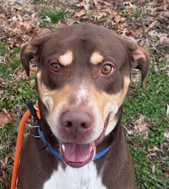 Enlarge Spike (ID 44047/44), a Adoptable mixed breed in Manassas, VA image 2/3