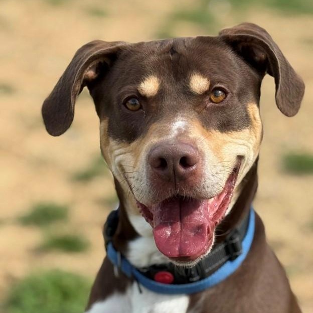 Enlarge Spike (ID 44047/44), a Adoptable mixed breed in Manassas, VA image 1/3