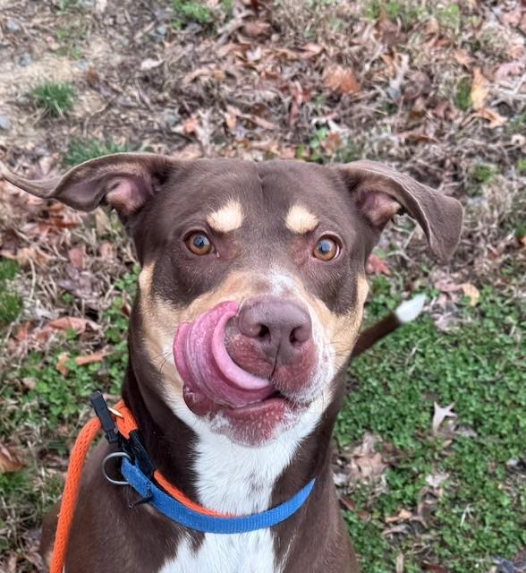 Enlarge Spike (ID 44047/44), a Adoptable mixed breed in Manassas, VA image 3/3
