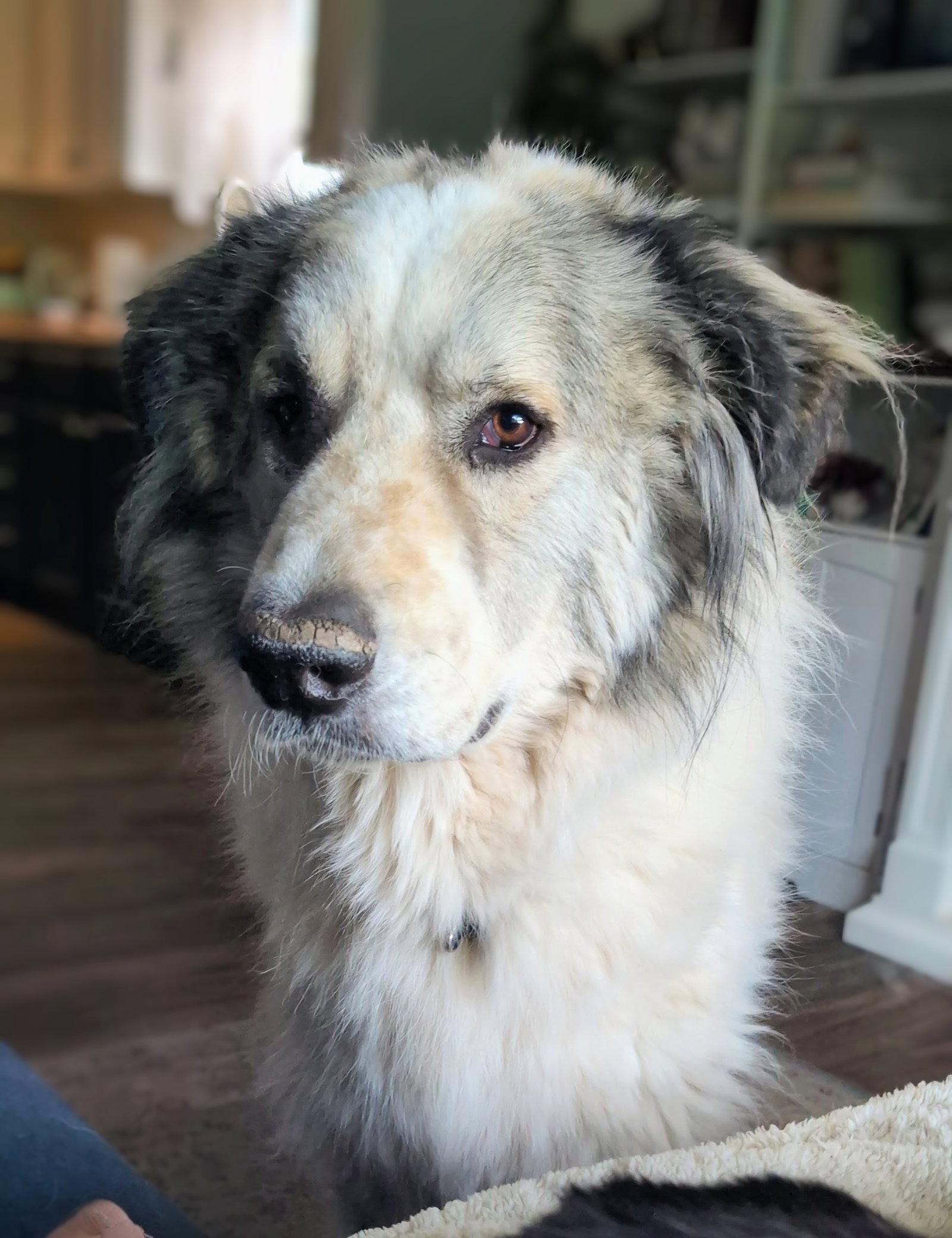 Stanford, Adopted, Adult Male Great Pyrenees.
