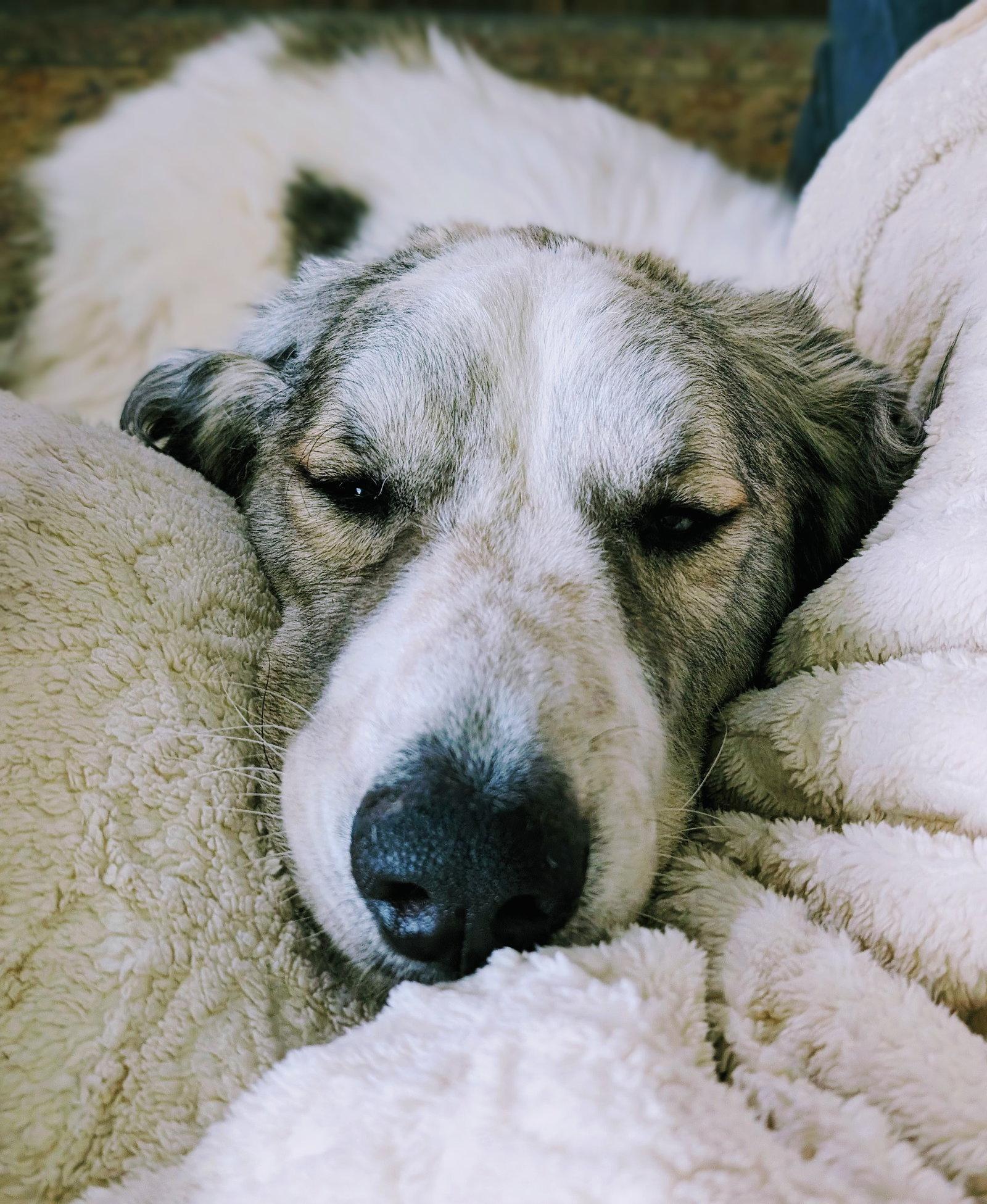 Stanford, a Adopted Great Pyrenees in Hamilton, MT image 2/3