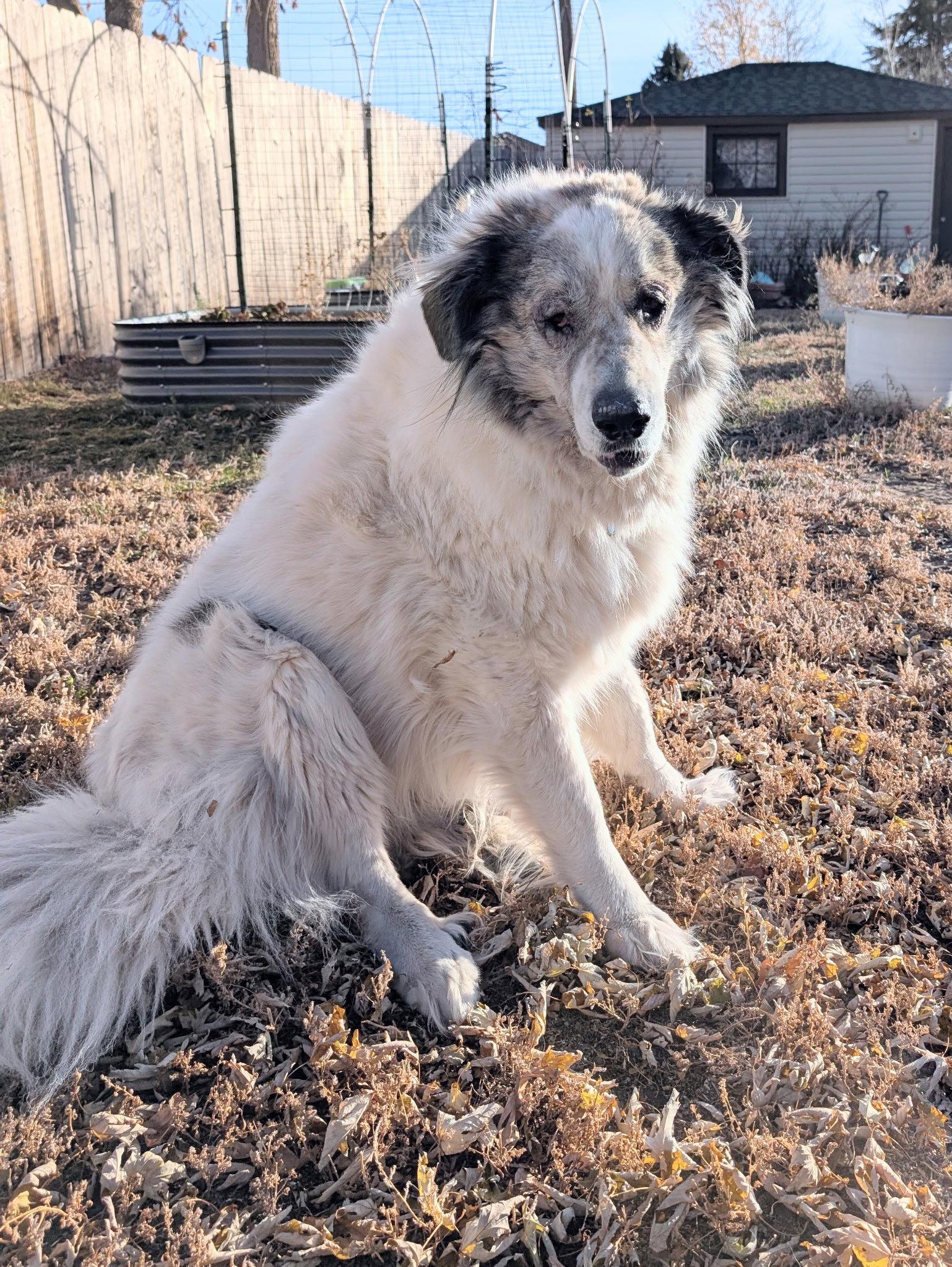 Stanford, a Adopted Great Pyrenees in Hamilton, MT image 3/3