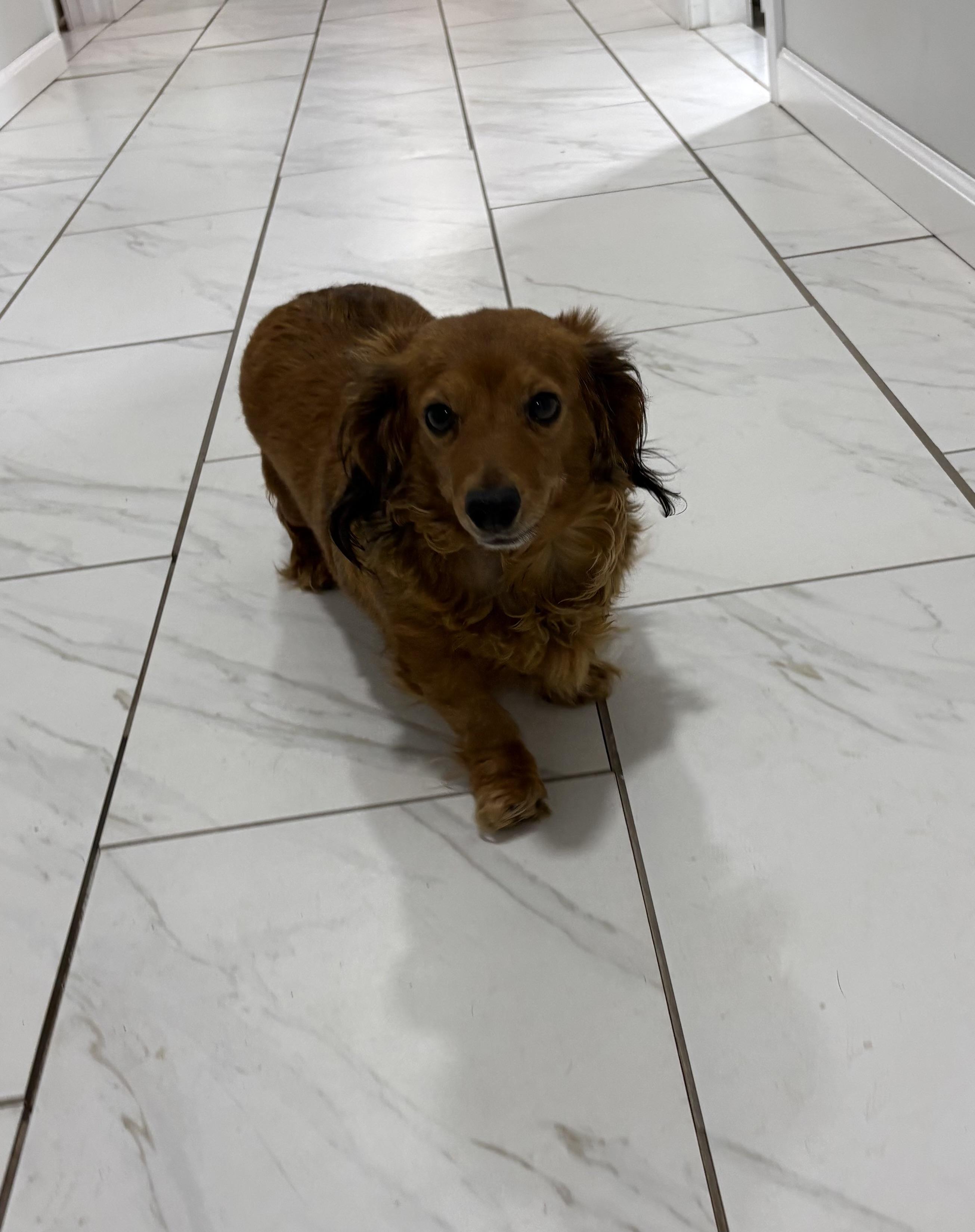 Dolly, an adoptable Dachshund (Long Haired) in Grant, NE image 4/5