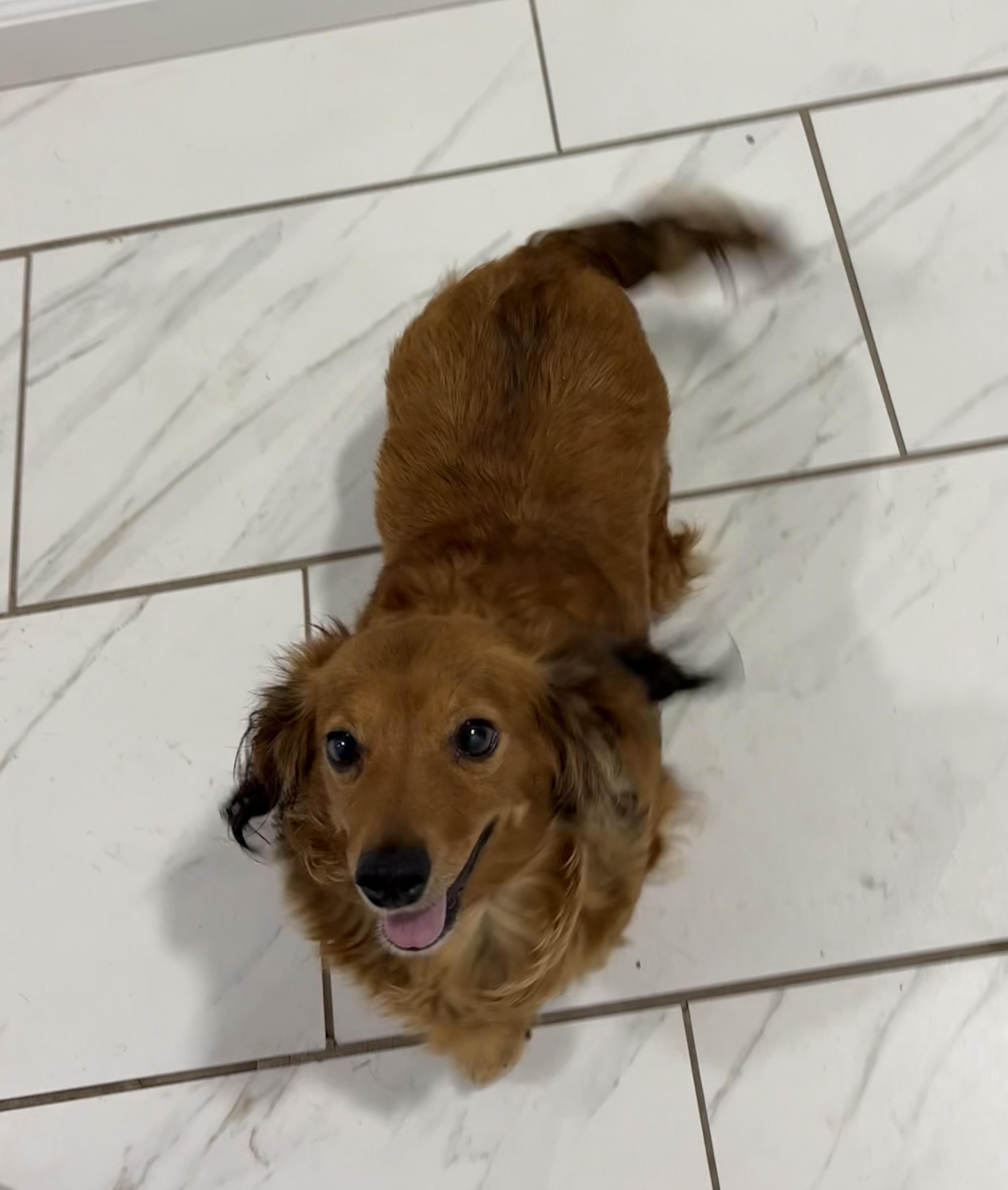 Dolly, an adoptable Dachshund (Long Haired) in Grant, NE image 2/5