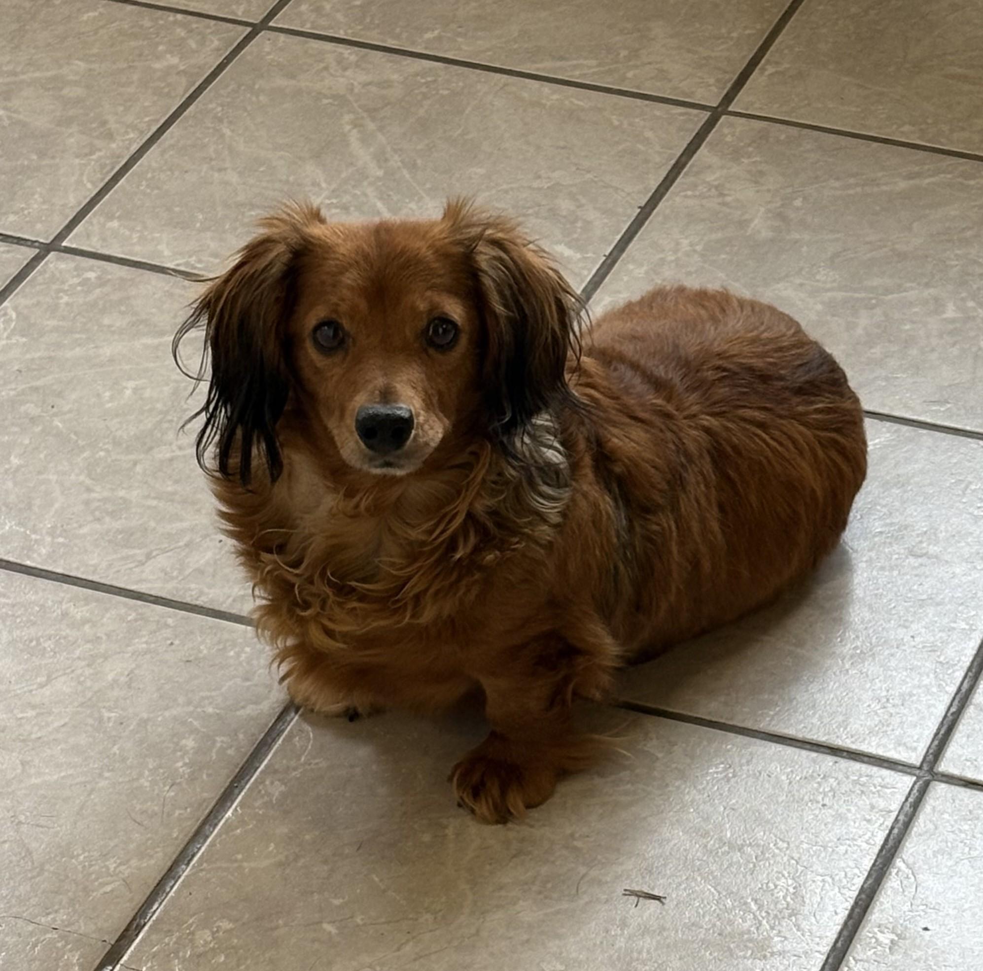 Dolly, an adoptable Dachshund (Long Haired) in Grant, NE image 1/5