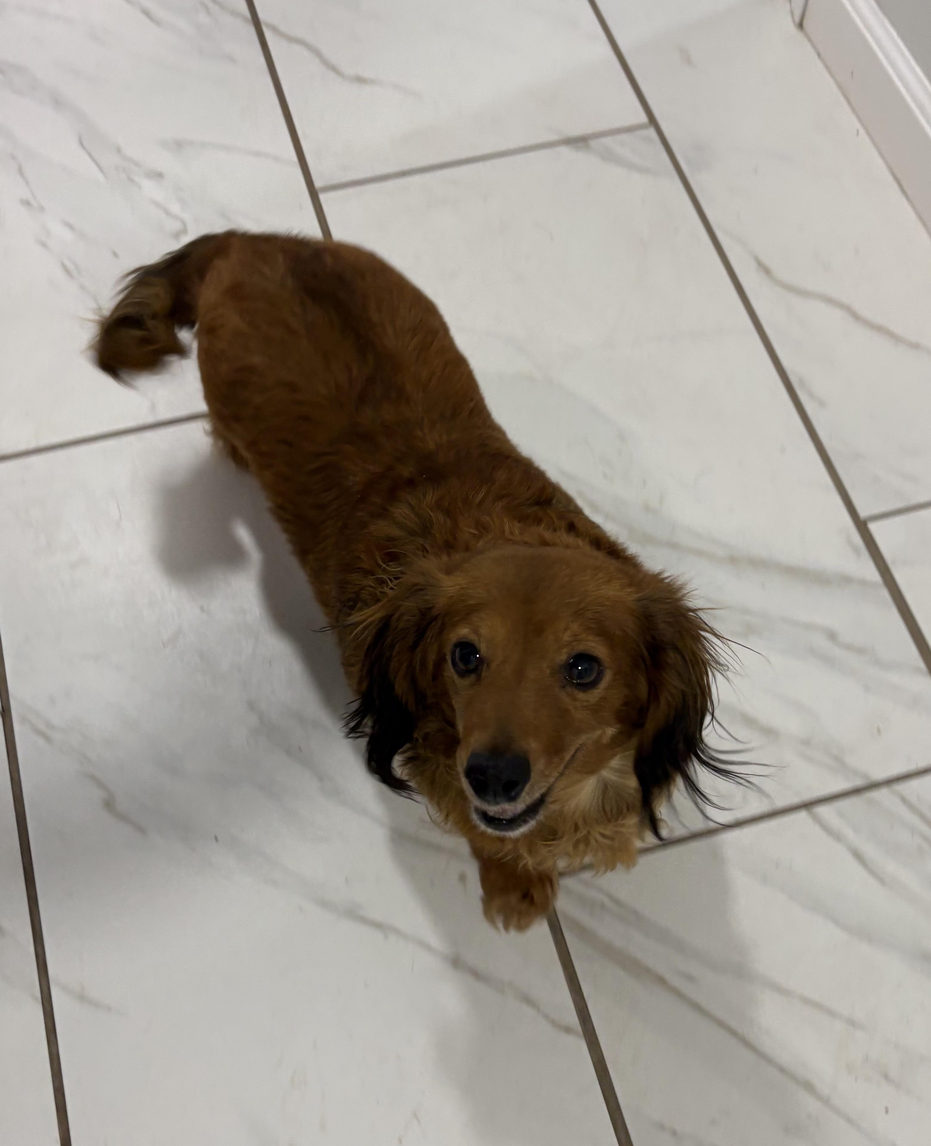 Dolly, an adoptable Dachshund (Long Haired) in Grant, NE image 5/5