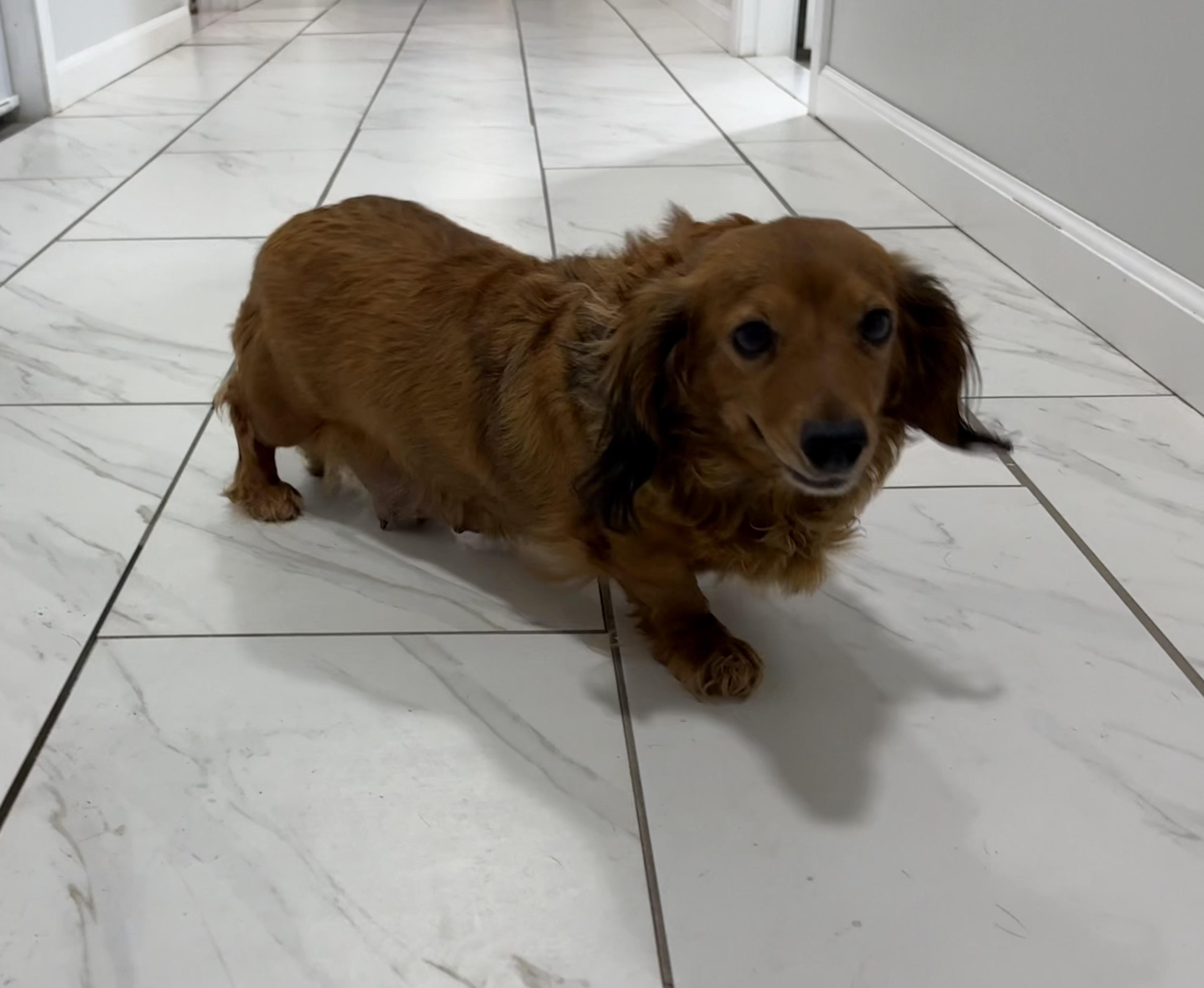 Dolly, an adoptable Dachshund (Long Haired) in Grant, NE image 3/5