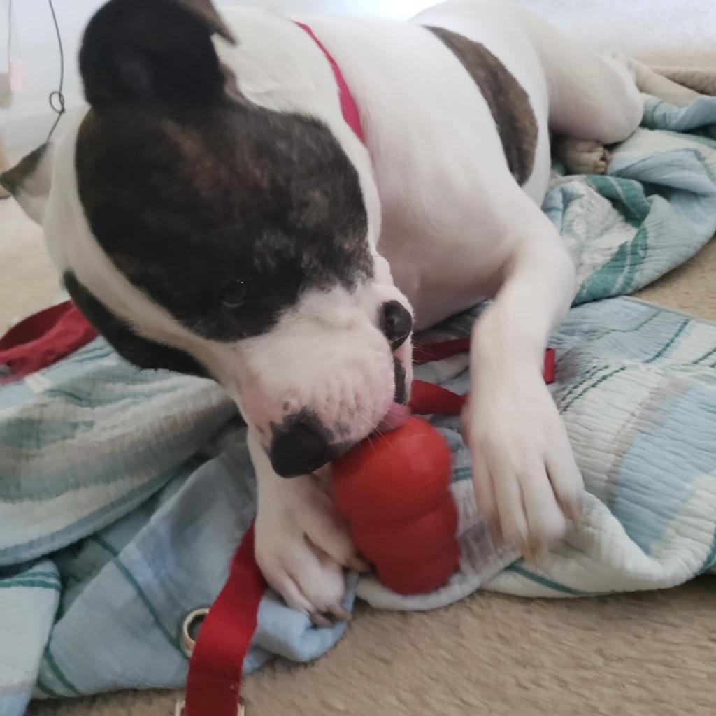 Petey, Adoptable, Adult Male Pit Bull Terrier.