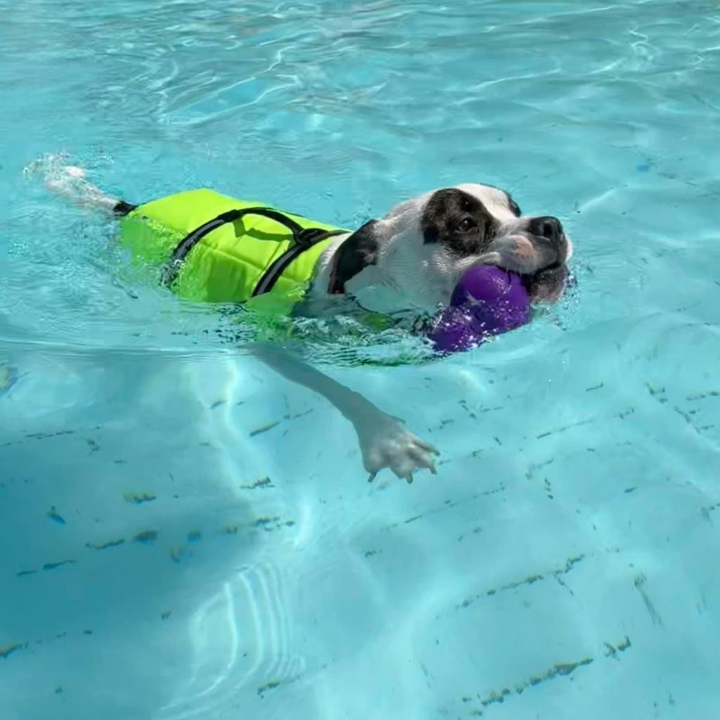 Petey, a Adoptable Pit Bull Terrier in Columbia Station, OH image 1/6