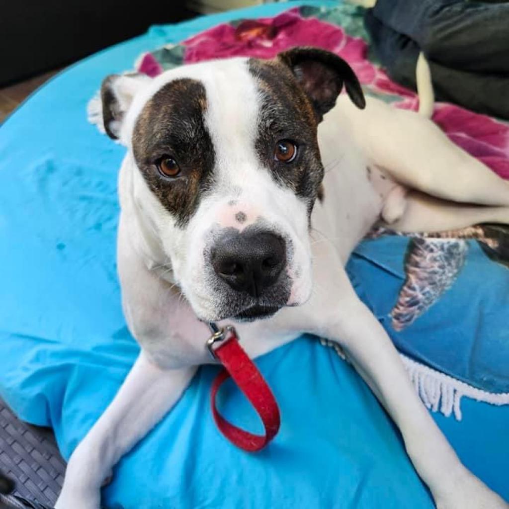 Petey, a Adoptable Pit Bull Terrier in Columbia Station, OH image 2/6