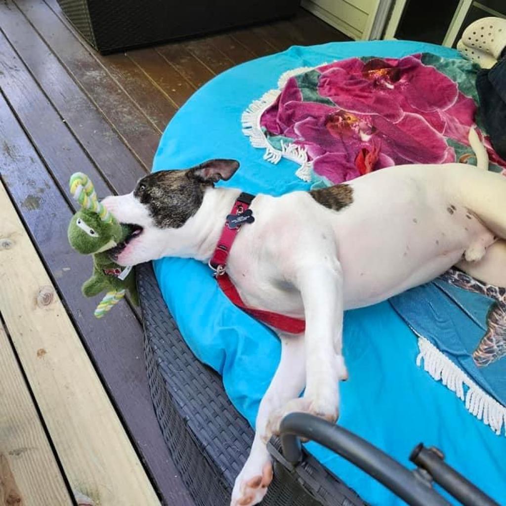 Petey, a Adoptable Pit Bull Terrier in Columbia Station, OH image 3/6