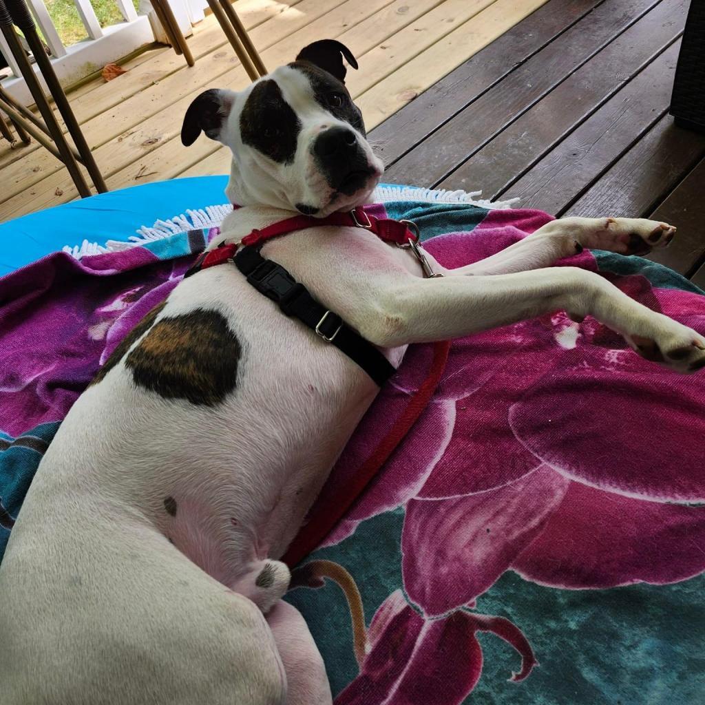 Petey, a Adoptable Pit Bull Terrier in Columbia Station, OH image 4/6