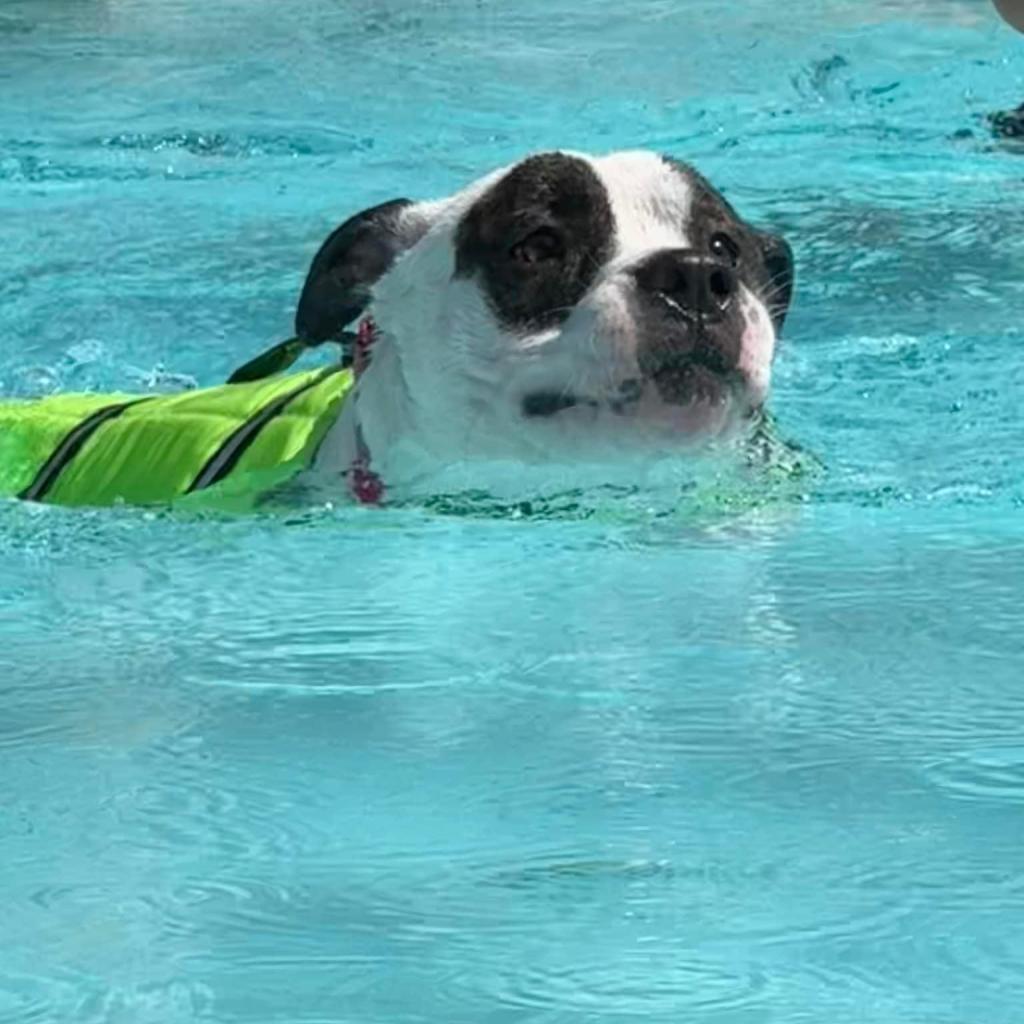 Petey, a Adoptable Pit Bull Terrier in Columbia Station, OH image 5/6