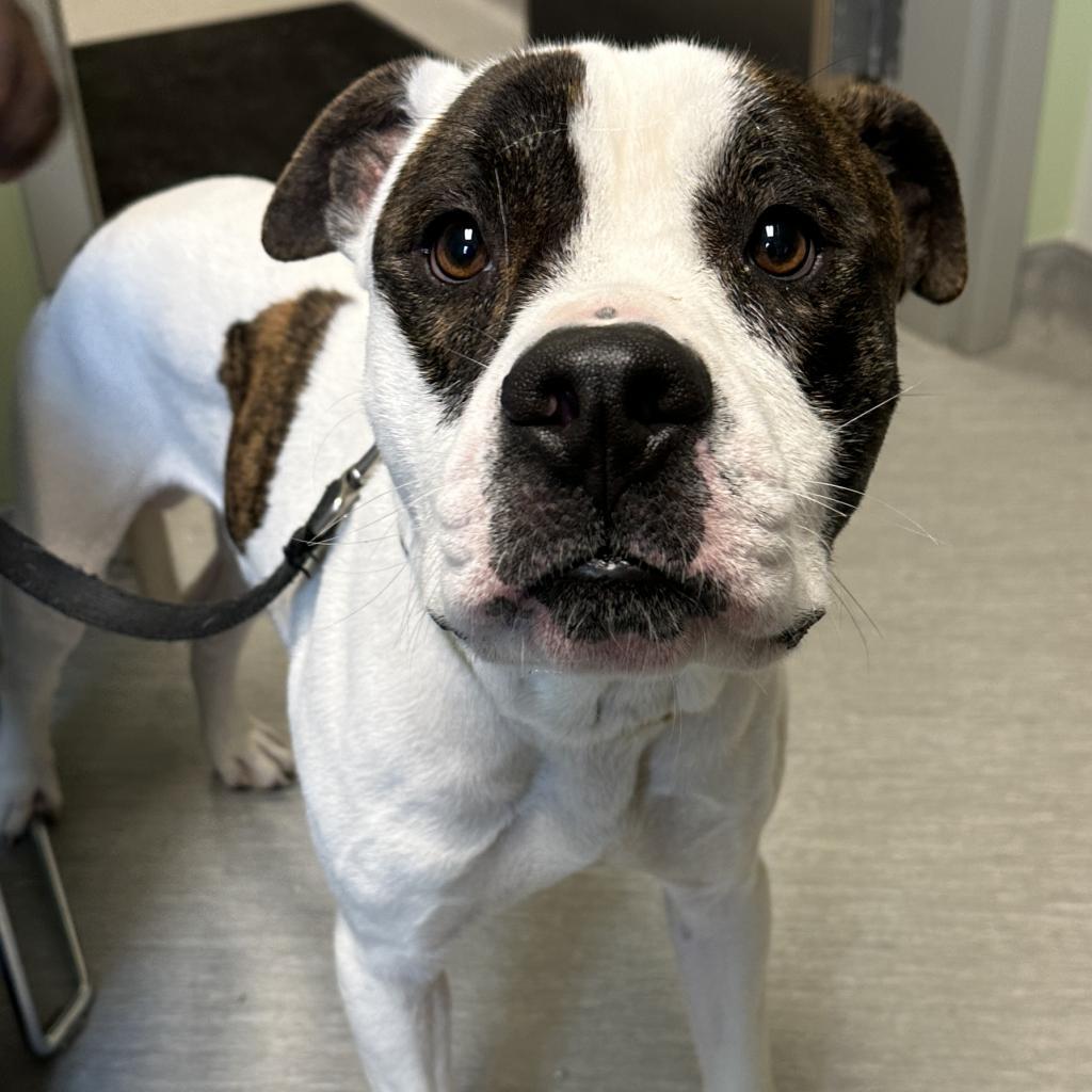 Petey, a Adoptable Pit Bull Terrier in Columbia Station, OH image 6/6