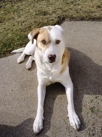 Zero, Adoptable, Adult Male Retriever & Mixed Breed.