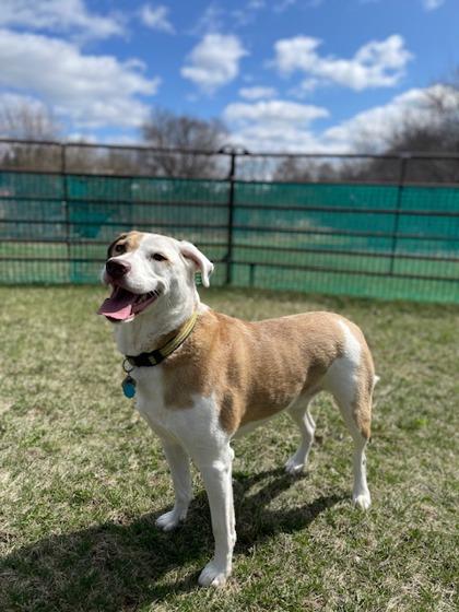 Enlarge Zero, a Adoptable mixed breed in Burlington, WI image 1/3