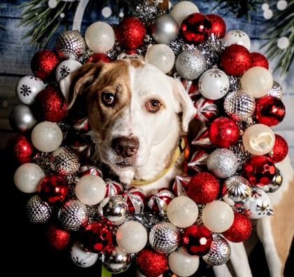 Enlarge Zero, a Adoptable mixed breed in Burlington, WI image 2/3