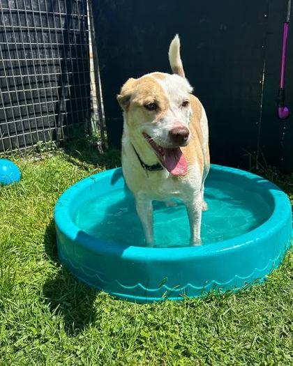 Zero, a Adoptable mixed breed in Burlington, WI image 2/3